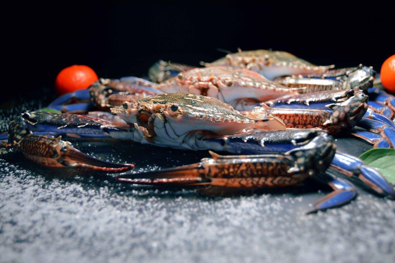 A close-up of fresh blue crabs on a black surface with salt and tomatoes, showcasing seafood delicacy.
